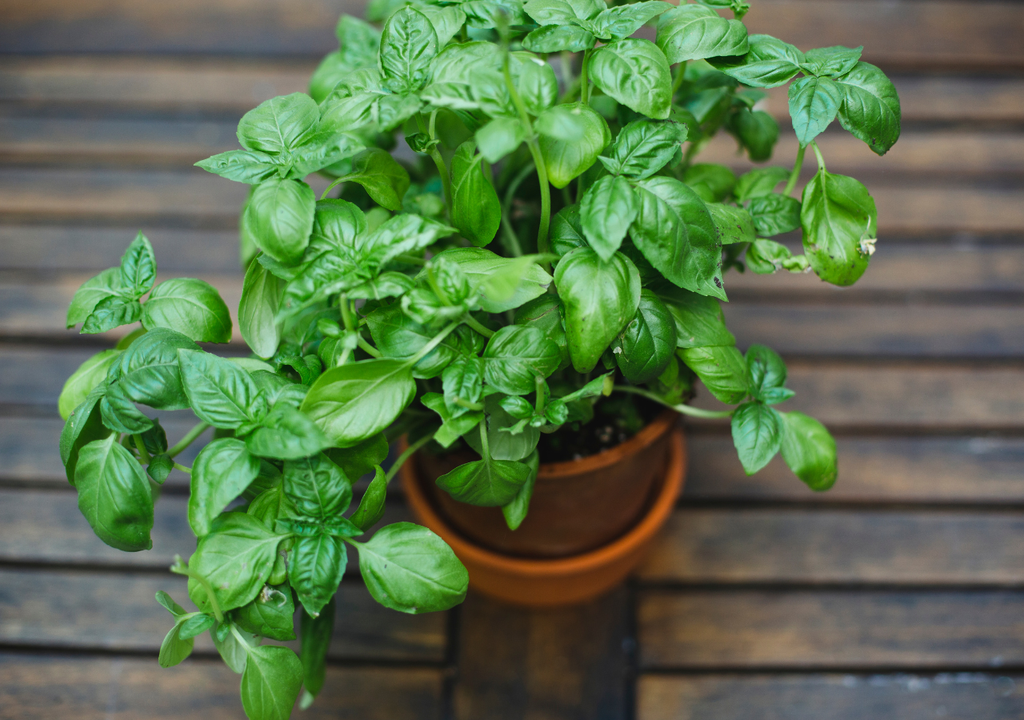Albahaca fresca Albahaca fresca