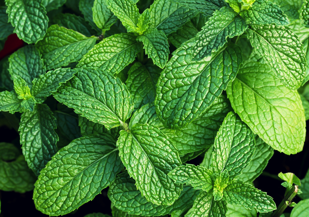 Menta Menta