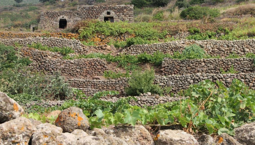 vento estate Le viti Zibibbo, vino tipico dell'isola di Pantelleria, coltivate in modo da non subire la forza del vento