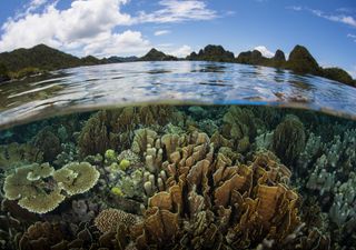 5 Junio: Día mundial del medio ambiente