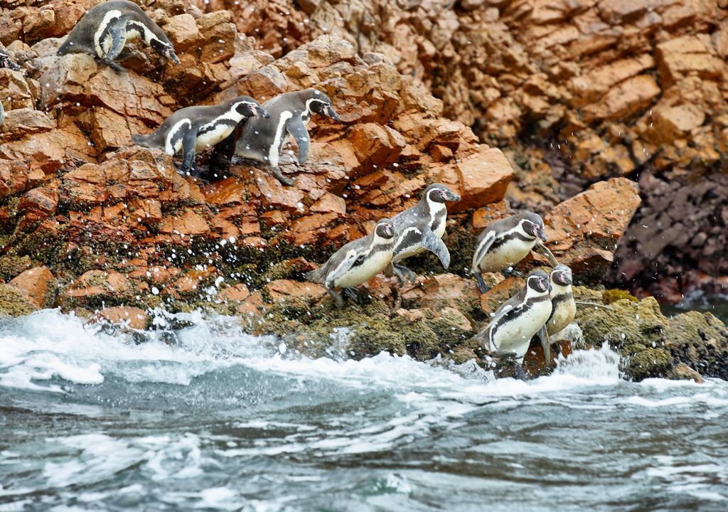 Reserva Nacional Pingüino de Humboldt Reserva Nacional Pingüino de Humboldt