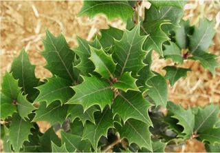 5 motivos para incluir a Espinheira-Santa na sua rotina e como aproveitar seus benefícios para a saúde