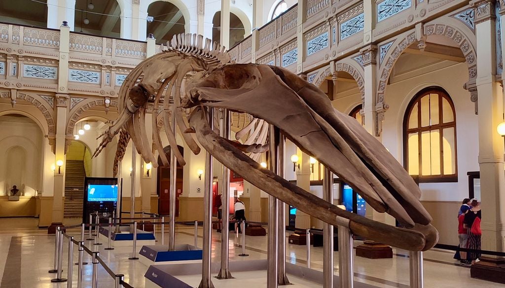 Esqueleto de ballena Sei en el Museo Nacional de Historia Natural de Santiago. Crédito: Catalina Contreras.