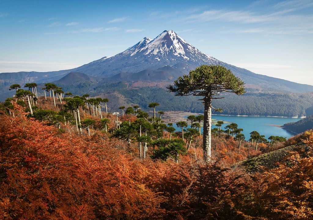 Parque Nacional Conguillío, Araucanía. Parque Nacional Conguillío, Araucanía.