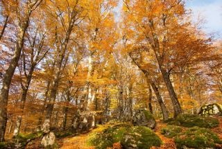 5 percorsi nel bosco alla scoperta dell'autunno nel Lazio: dal Bosco del Sasseto a Forca d'Acero