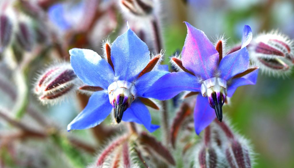 plantas Atractivo para los polinizadores: las flores de borraja son un imán para las abejas.