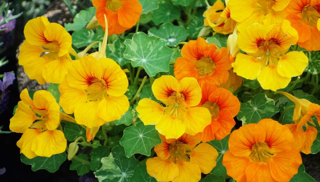 plantas Una cascada de color: El taco de reina y sus vibrantes flores que conquistan el paladar.