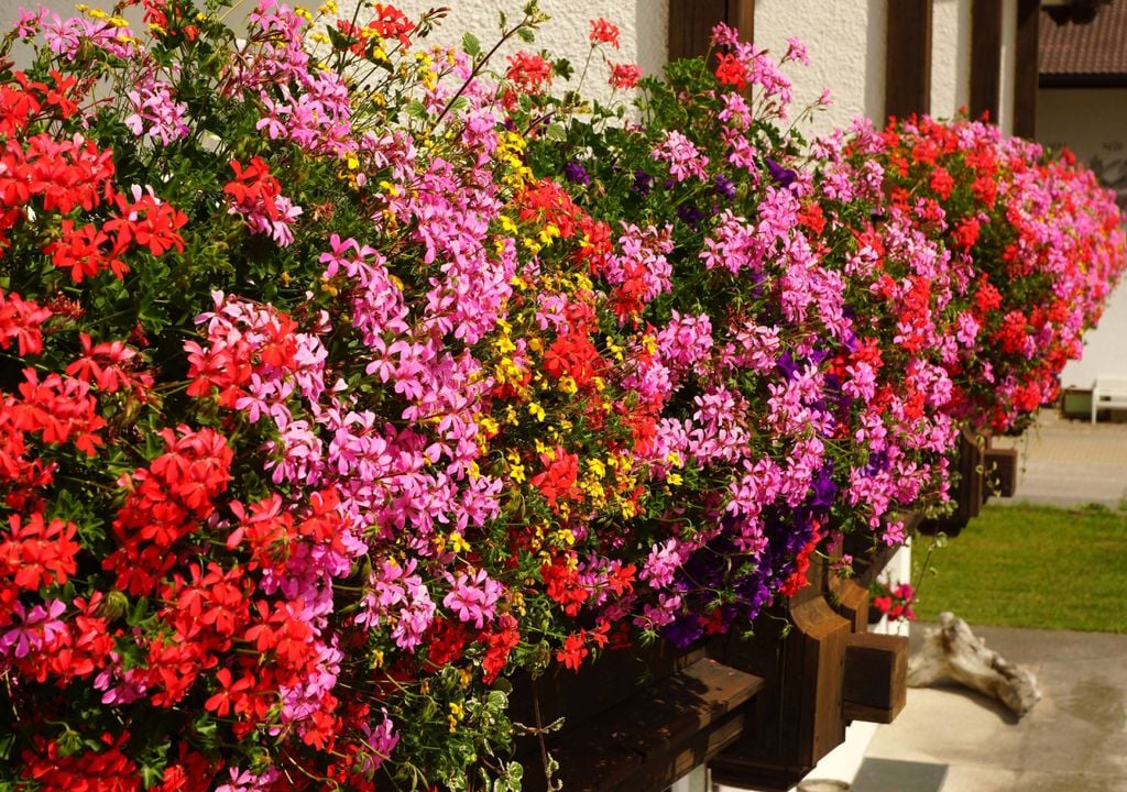 Plantas que embellecen los jardines incluso durante los meses de calor