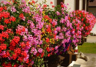 5 plantas coloridas resistentes al sol para transformar tu terraza este verano