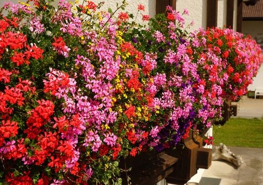 5 plantas coloridas resistentes al sol para transformar tu terraza este verano
