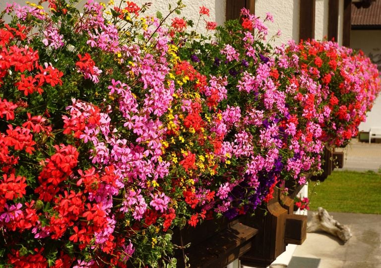 5 plantas coloridas resistentes al sol para transformar tu terraza este verano