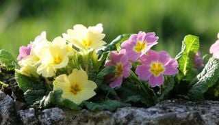 5 plantas de exterior que resisten el fr&iacute;o y mantienen el balc&oacute;n colorido durante los meses de invierno