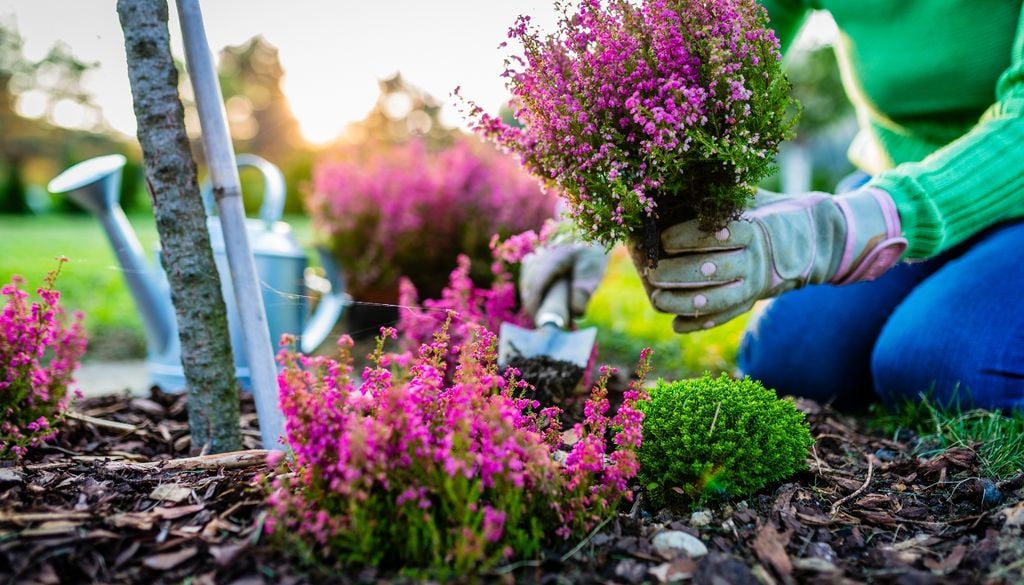 Matas compactas cubiertas de pequeñas flores que sostienen el color durante meses.