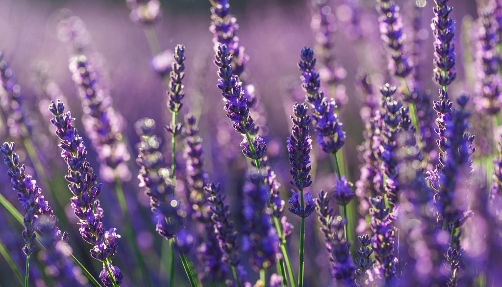 Follaje aromático y resistente que se mantiene firme incluso con bajas temperaturas.