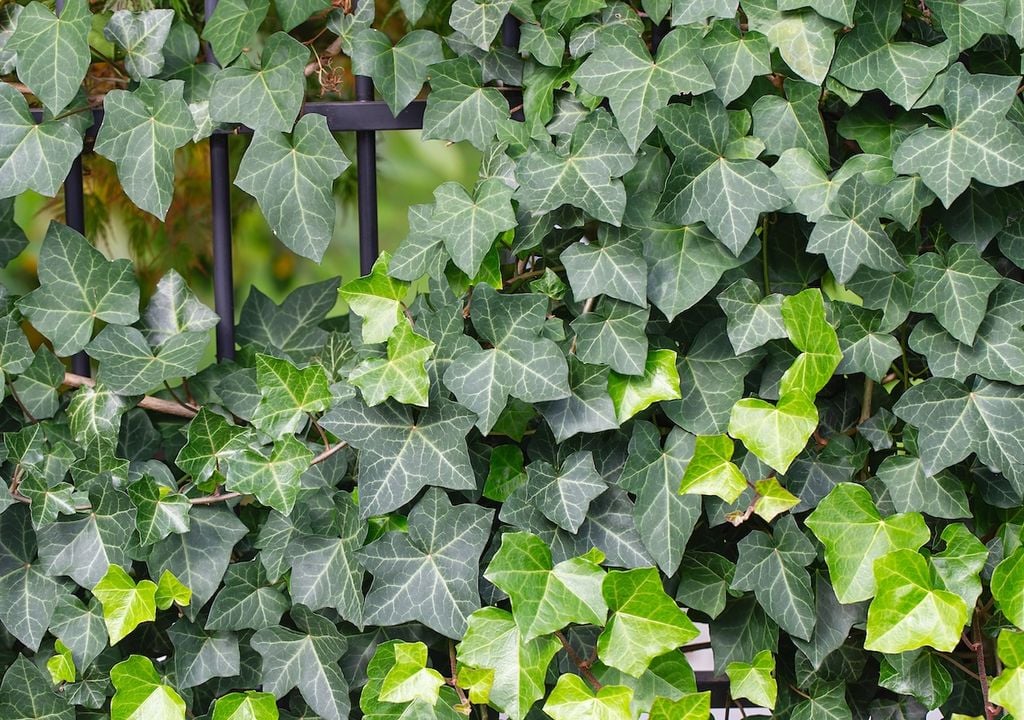 Ivy.