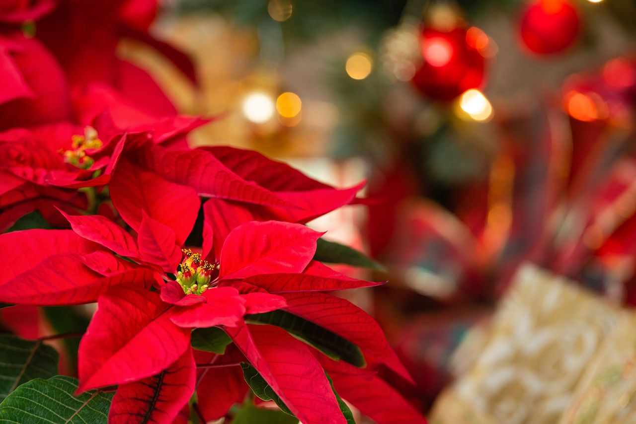 5 plantas de Navidad más allá de la flor de Pascua: da un toque de ...