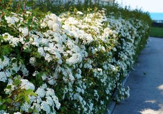 5 plantas fáciles de cuidar que nunca necesitan poda: jardines de gran belleza sin trabajo extra