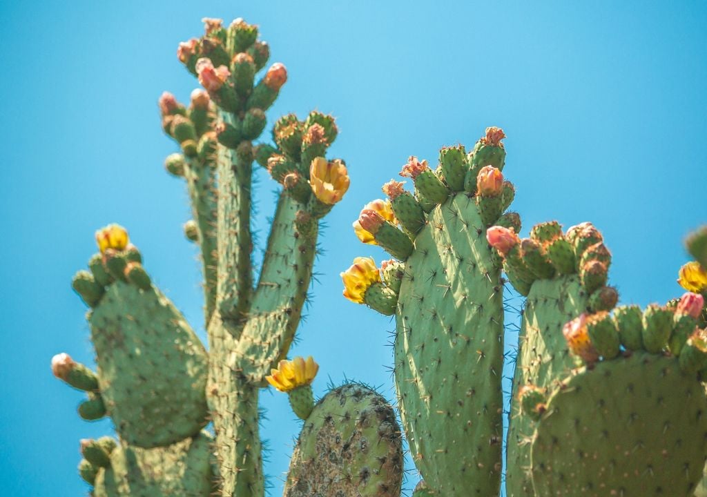 cactos cactos