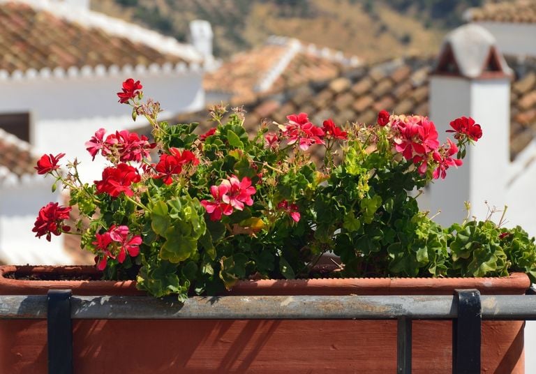 5 plantas para un balcón con mucho sol: del geranio a la lavanda