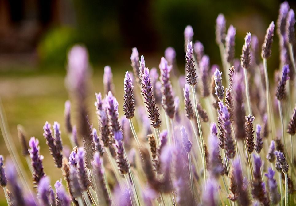 5 plantas para un balcón con mucho sol: del geranio a la lavanda 5 plantas para un balcón con mucho sol: del geranio a la lavanda