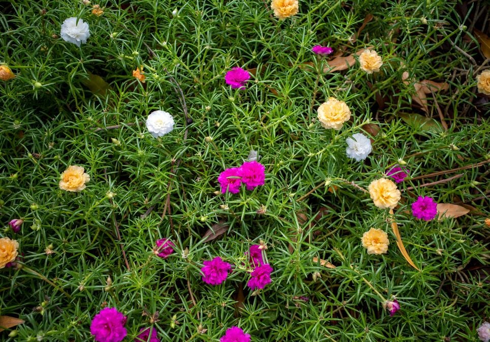 5 plantas para un balcón con mucho sol: del geranio a la lavanda 5 plantas para un balcón con mucho sol: del geranio a la lavanda