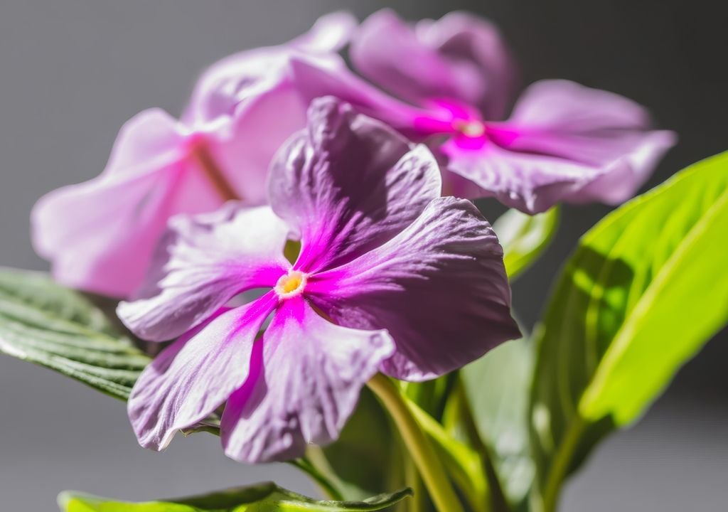 Vinca o chabelita, una planta pequeña y florífera que mantiene su color incluso con altas temperaturas y sol directo.