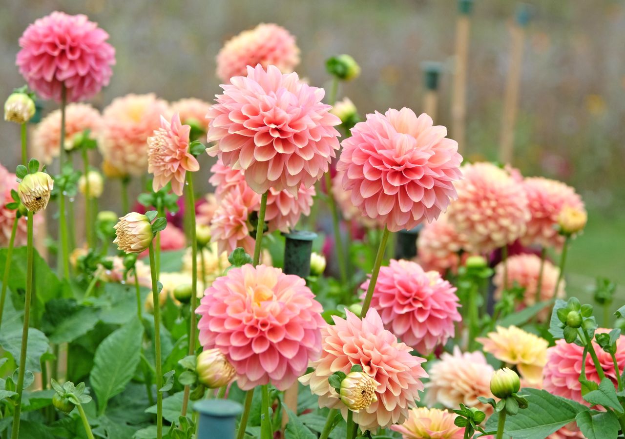 As dálias, nas suas várias cores e espécies, florescem em muitos dos jardins nacionais, conferindo-lhes uma beleza singular.