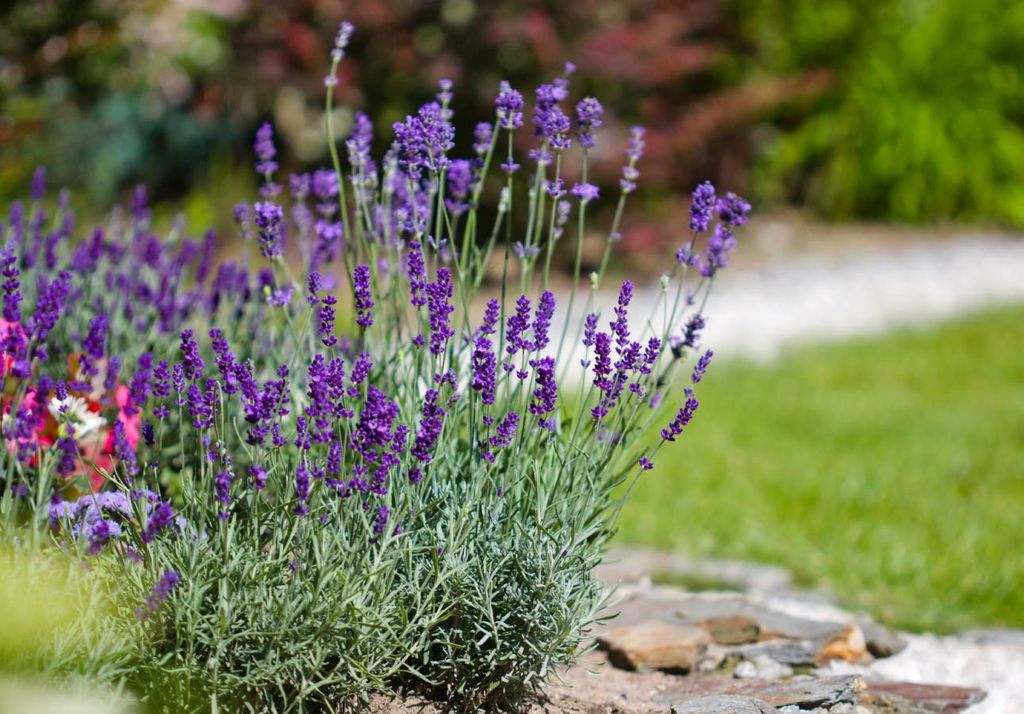 lavanda (alfazema)