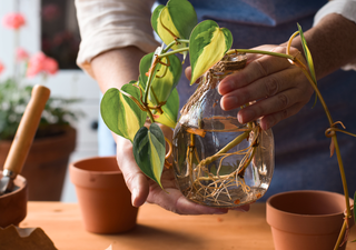 5 plantas que crecen en agua y que puedes tener dentro de tu hogar