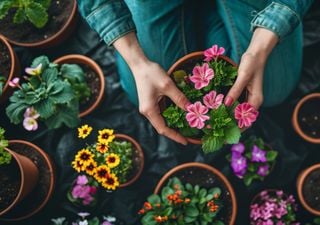 5 plantas que podés tener en casa y son muy buenas para la piel 