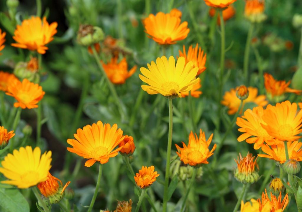 calendula, piel