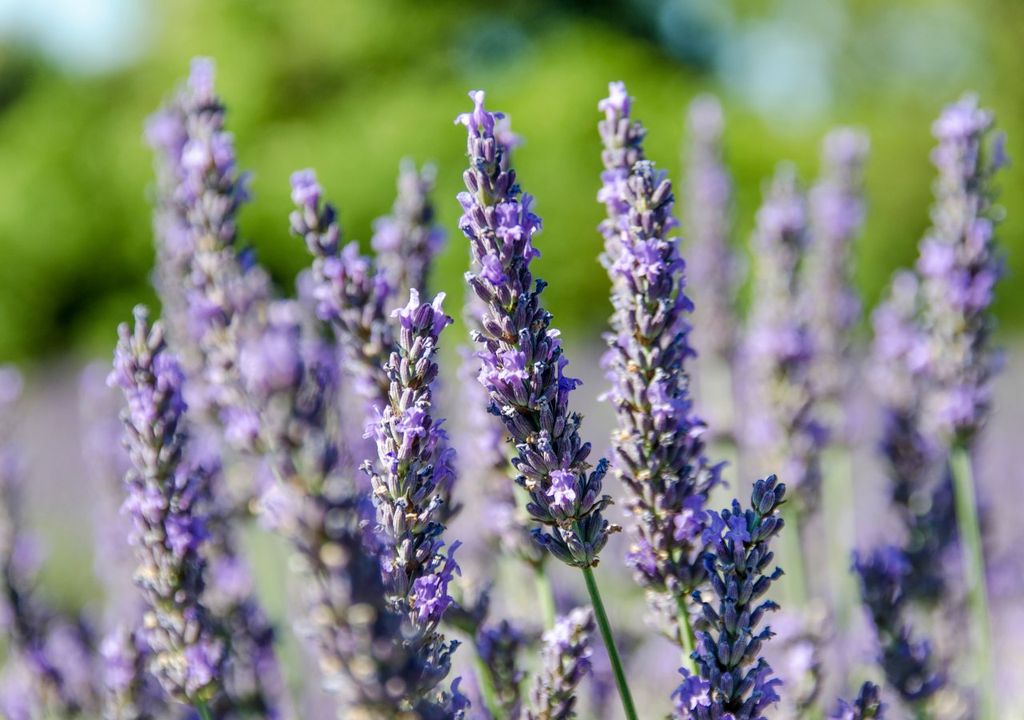 lavanda, olores