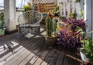 5 plantas que resisten bien en jardines y terrazas a pleno sol 