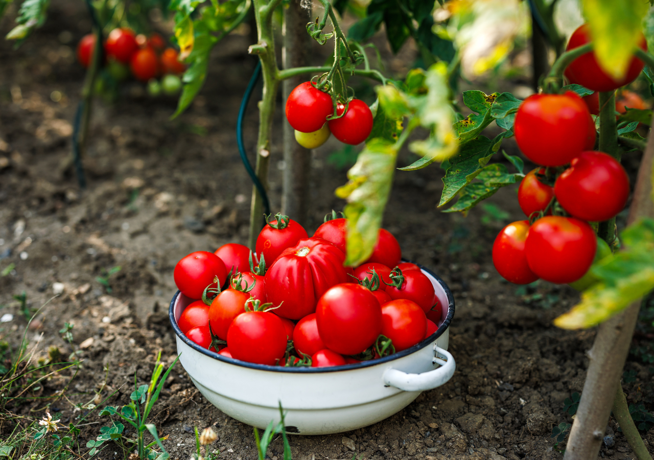 5 variedades de tomates para cultivar en macetas y disfrutar de una cosecha  abundante en espacios reducidos