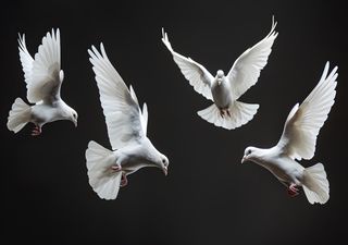 50 Jahre „Drei Haselnüsse für Aschenbrödel“: Der Weihnachtsklassiker, der ganz Deutschland zum Träumen bringt!