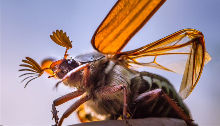 500 Millionen Maik&auml;fer im Anflug: Hessen erlebt Insektenwolken mit apokalyptischen Dimensionen und Risiken im Verkehr