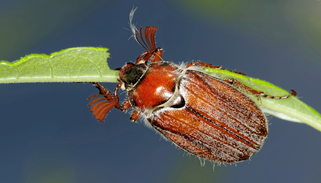 Ein Maikäfer in Nahaufnahme – unscheinbar und doch Teil eines Millionen-Phänomens, das Hessen gerade bewegt.