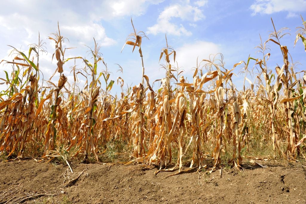 Les rendements agricoles ont été particulièrement faibles à cause de la sécheresse et des canicules