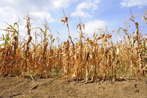 51 d&eacute;partements de France d&eacute;sormais en situation de s&eacute;cheresse record pour la saison, d&eacute;couvrez lesquels