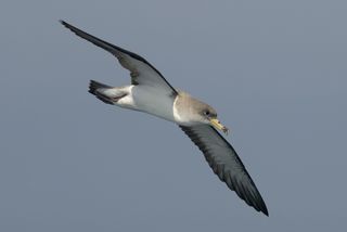 56 nuevas especies de aves en siete años, algunas llegan por efectos meteorológicos