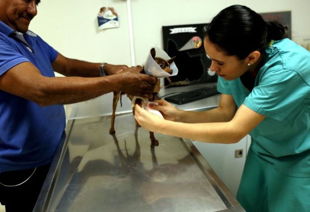 Dueños de mascotas deben estar al pendiente de sus vacunas. Cortesía prensaUdG
