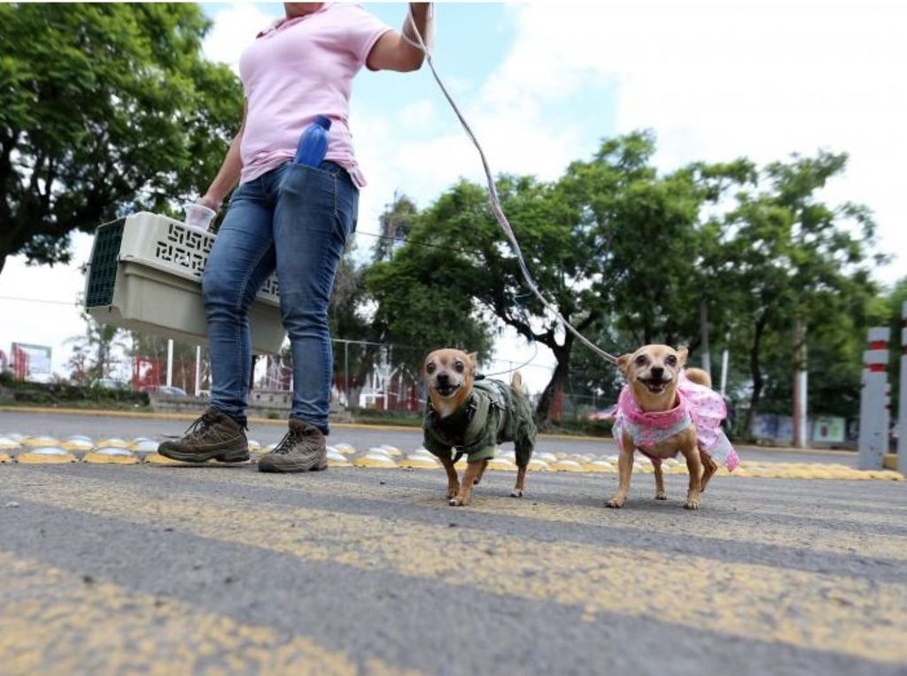 Las mascotas se vacunan contra la rabia a partir de los tres meses de edad.