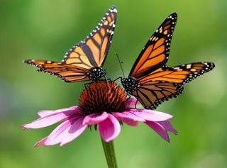 Preocupante disminución del 59 % de poblaciones de mariposa monarca en bosques de México