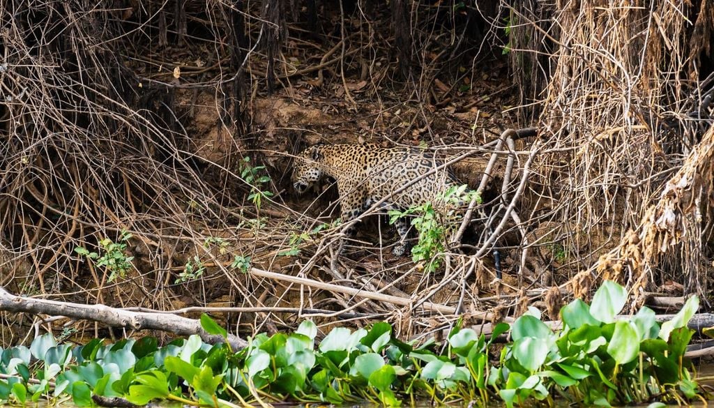 Safari en América Latina El jaguar, la “estrella” del safari en América Latina.
