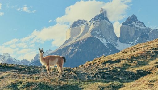 Del Pantanal a la Patagonia: 6 destinos para hacer un safari en Am&eacute;rica Latina