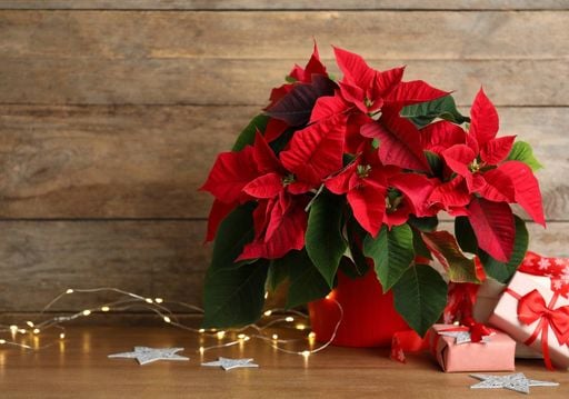 6 flores rojas para añadir encanto y color a tus decoraciones navideñas