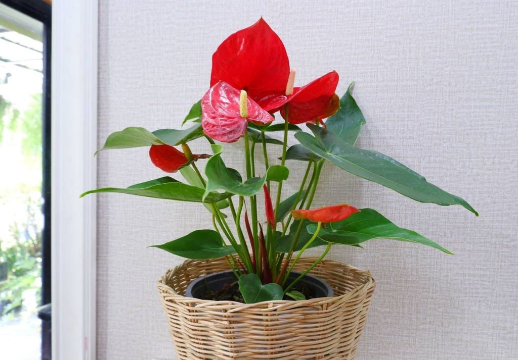 Anturio dentro de casa