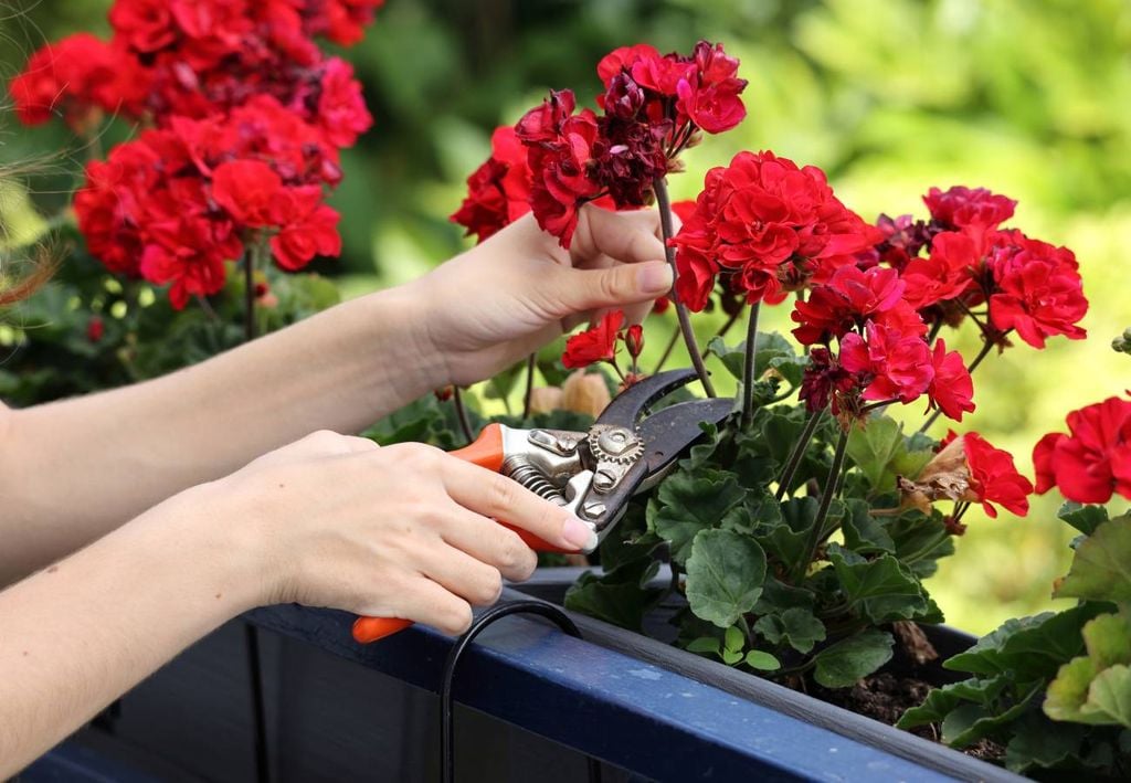 persona cortando geranios