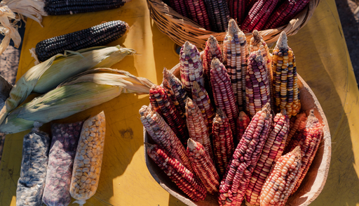 6 plantas mexicanas que revolucionaron el mundo y probablemente usas todos los d&iacute;as
