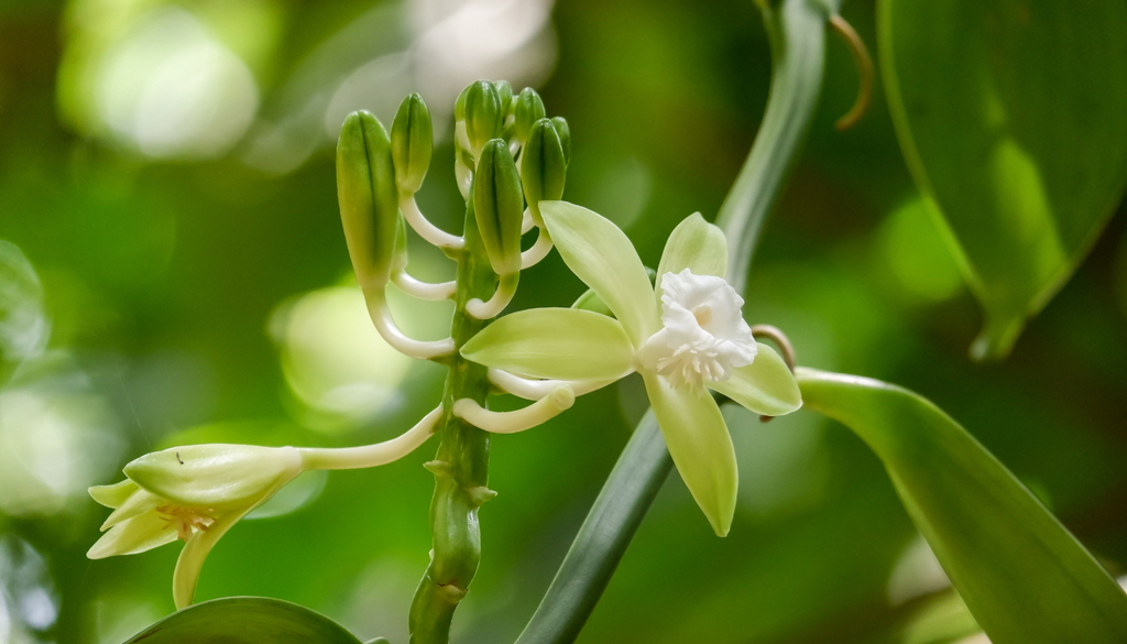 La flor de vainilla solo está receptiva unas cuantas horas, así que la polinización manual tiene que ser súper precisa.